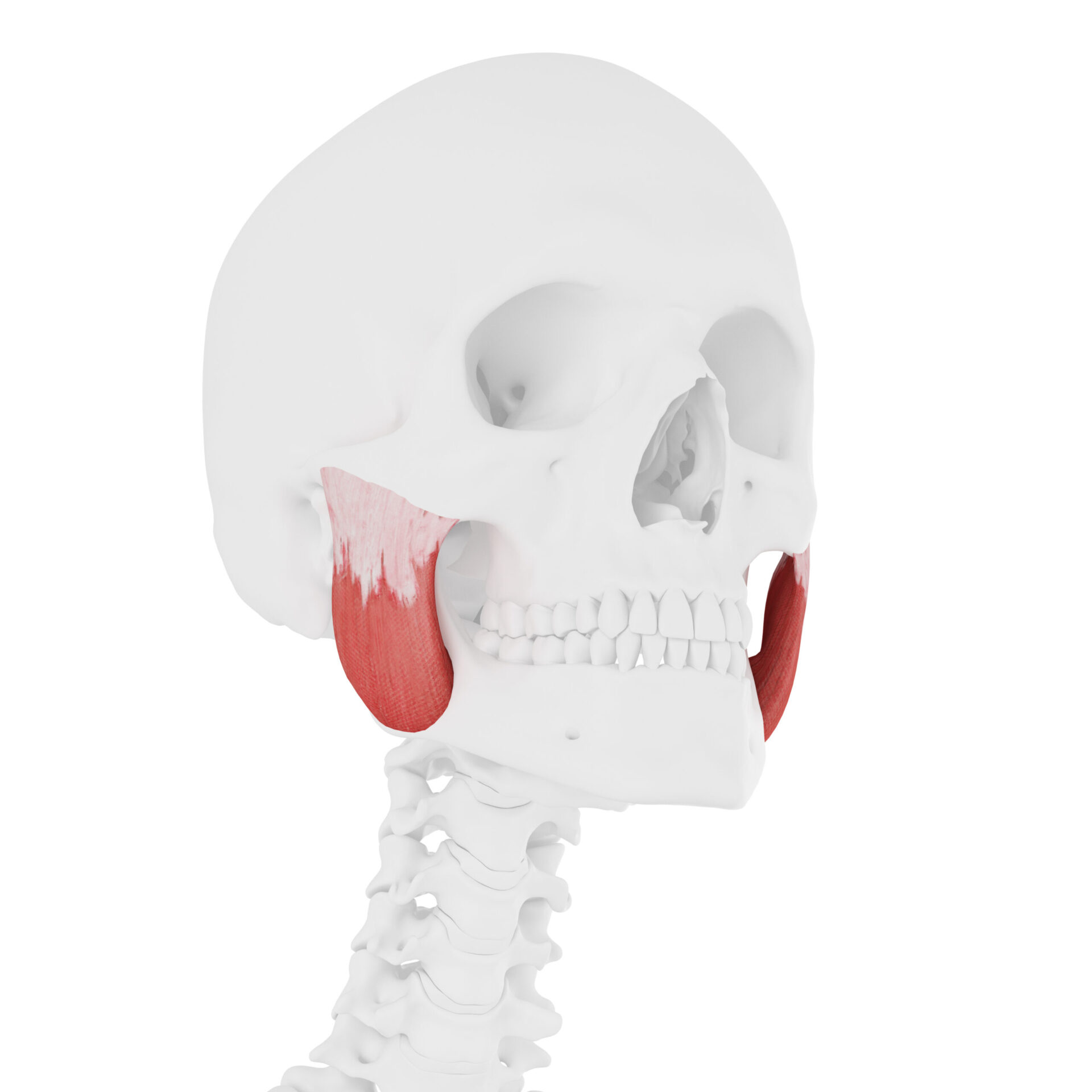 3d rendered medically accurate illustration of the Masseter Superior
