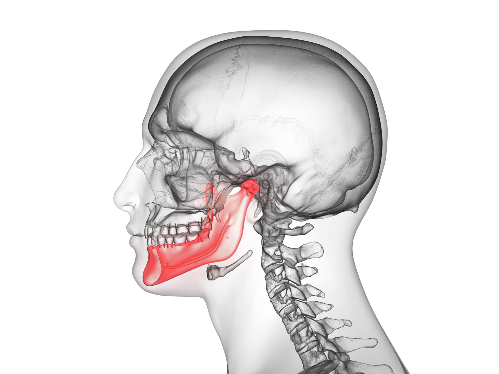 3d rendered medically accurate illustration of the jaw bone