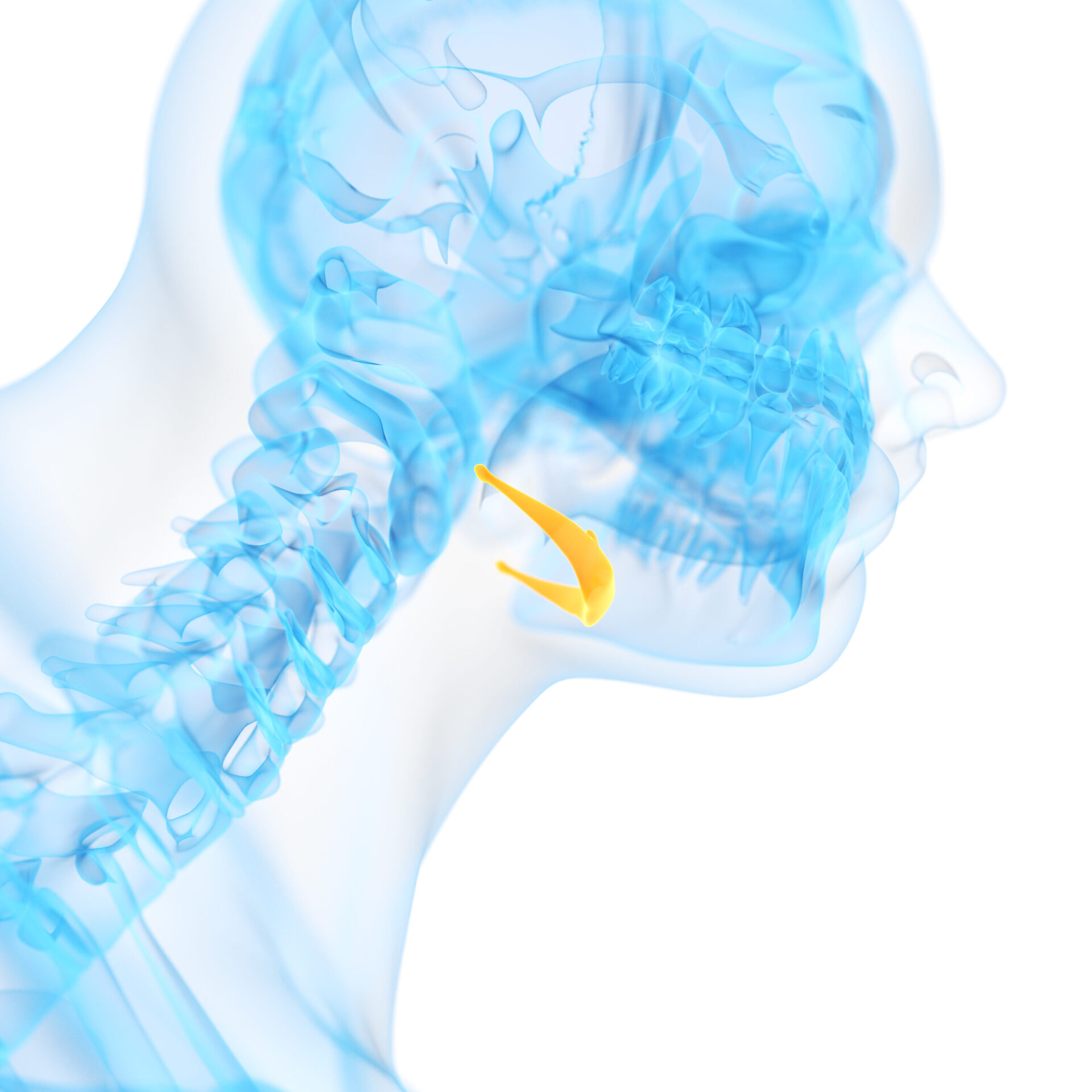 medical 3d illustration of the hyoid bone
